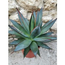 Agave Shaka Zulu