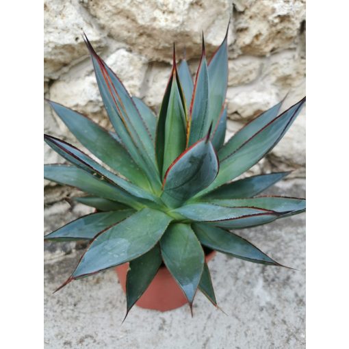 Agave Shaka Zulu