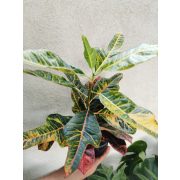 Kroton - Codiaeum variegatum 