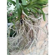 Vanda 'Tweed Blue' - motherplant