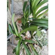 Vanda 'Tweed Blue' - motherplant