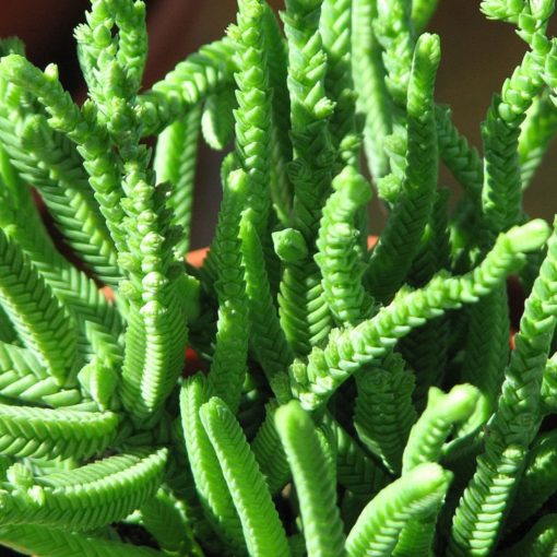 Crassula lycopodioides