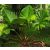Philodendron melinonii