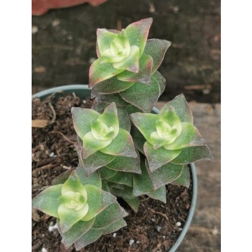 Crassula perforata Variegata