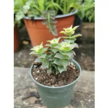 Crassula perforata Variegata