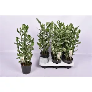 Euphorbia tithymaloides Variegata