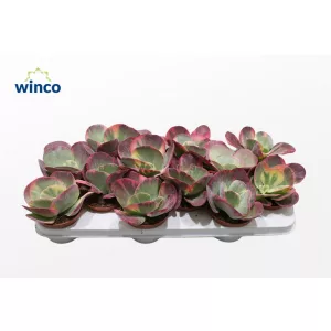 Kalanchoe thyrsiflora Variegata