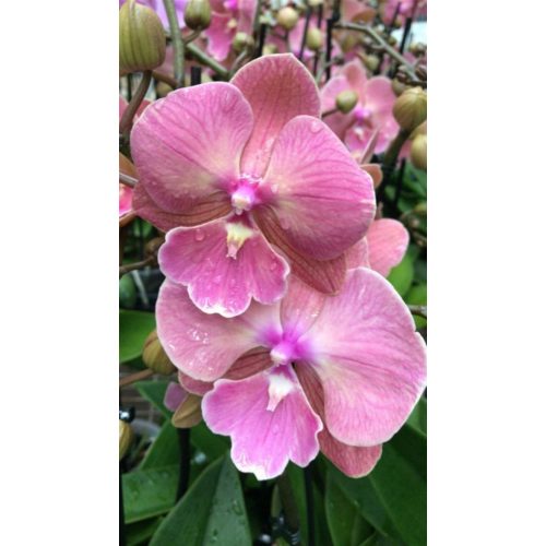 Phalaenopsis 'Pink Peach Biglip'