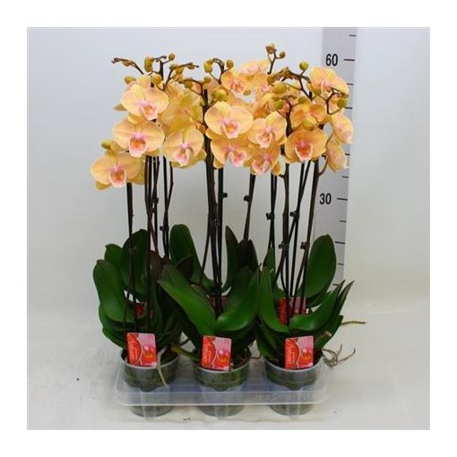 Phalaenopsis Yellow Kiss