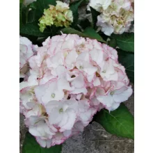 Kerti hortenzia - Hydrangea macrophylla Adria