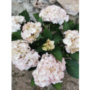 Kerti hortenzia - Hydrangea macrophylla 'Adria'