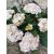 Kerti hortenzia - Hydrangea macrophylla Adria