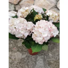 Kerti hortenzia - Hydrangea macrophylla Adria