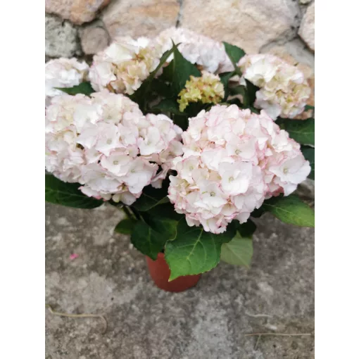Kerti hortenzia - Hydrangea macrophylla Adria