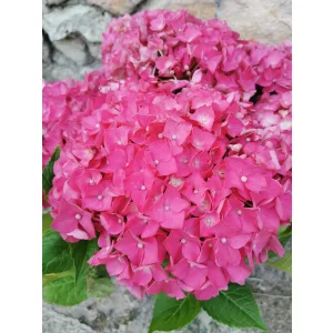 Kerti hortenzia - Hydrangea macrophylla Leuchtfeuer
