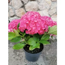 Kerti hortenzia - Hydrangea macrophylla Leuchtfeuer