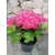 Kerti hortenzia - Hydrangea macrophylla Leuchtfeuer