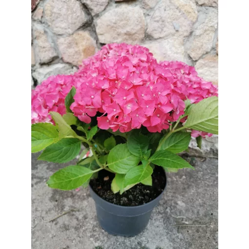 Kerti hortenzia - Hydrangea macrophylla Leuchtfeuer