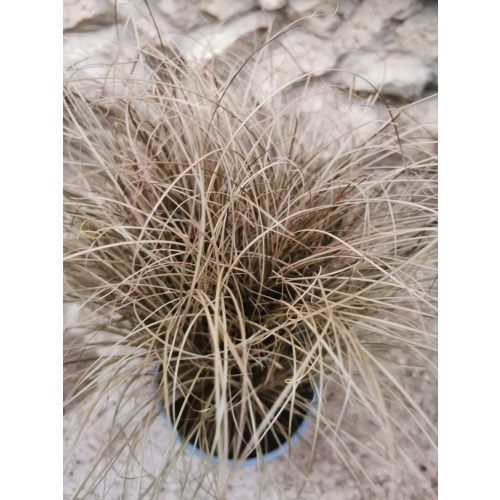 Új-zélandi szőrsás - Carex comans 'Bronze-Leaved'