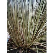 Új-zélandi szőrsás - Carex comans 'Bronze-Leaved'