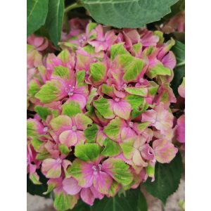 Kerti hortenzia - Hydrangea macrophylla Green Lips