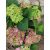 Kerti hortenzia - Hydrangea macrophylla Green Lips