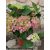 Kerti hortenzia - Hydrangea macrophylla Green Lips