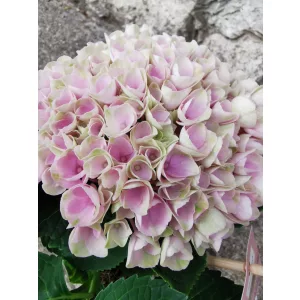  Kerti hortenzia - Hydrangea macrophylla Magical Revolution Pink