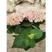 Kerti hortenzia - Hydrangea macrophylla 'Magical Revolution Pink'