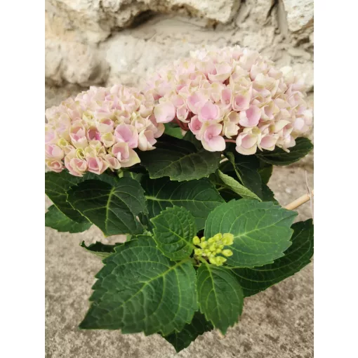 Kerti hortenzia - Hydrangea macrophylla Magical Revolution Pink
