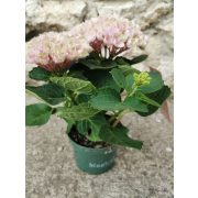 Kerti hortenzia - Hydrangea macrophylla 'Magical Revolution Pink'