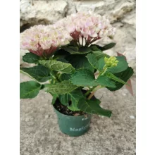 Kerti hortenzia - Hydrangea macrophylla Magical Revolution Pink