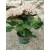   Kerti hortenzia - Hydrangea macrophylla Magical Revolution Pink