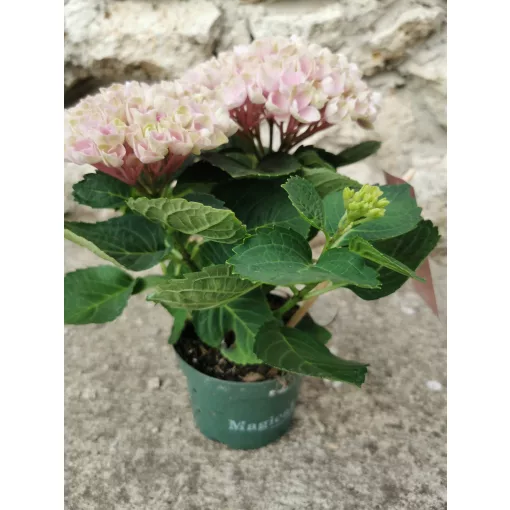 Kerti hortenzia - Hydrangea macrophylla Magical Revolution Pink