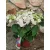 Kerti hortenzia - Hydrangea macrophylla Wedding Gown