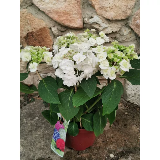 Kerti hortenzia - Hydrangea macrophylla Wedding Gown
