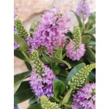 Veronikacserje - Hebe Hebedonna Emma