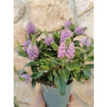 Veronikacserje - Hebe Hebedonna Emma