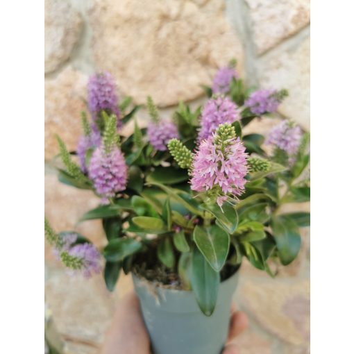 Veronikacserje - Hebe Hebedonna Emma