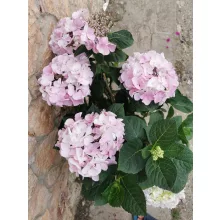 Kerti hortenzia - Hydrangea macrophylla Teller Pink