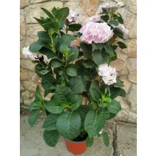 Kerti hortenzia - Hydrangea macrophylla Teller Pink
