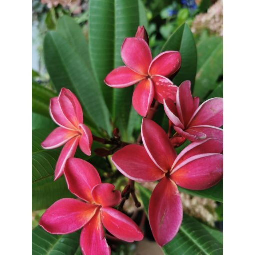 Plumeria rubra 1