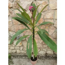 Plumeria rubra 1