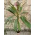 Plumeria rubra 1