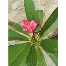 Plumeria rubra 1
