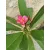 Plumeria rubra 1