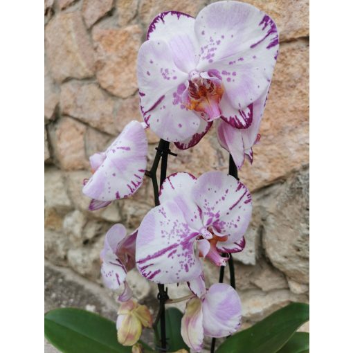 Phalaenopsis cascade Emiliya