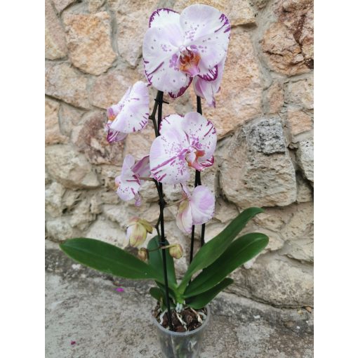 Phalaenopsis cascade Emiliya