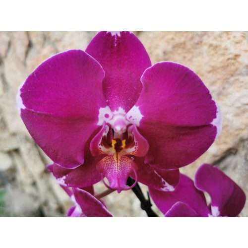 Phalaenopsis 'Cascade 4'