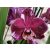 Phalaenopsis Cascade 5